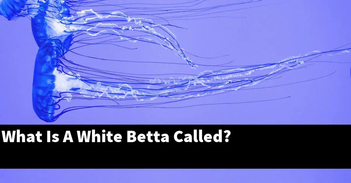 What Is A White Betta Called?