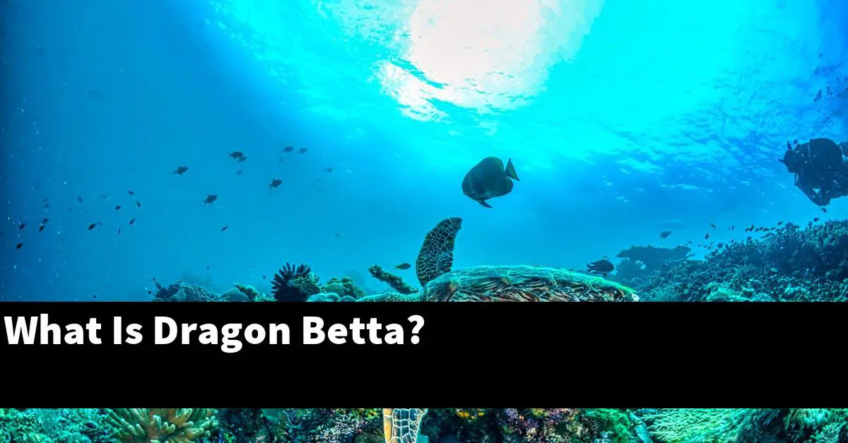What Is Dragon Betta?