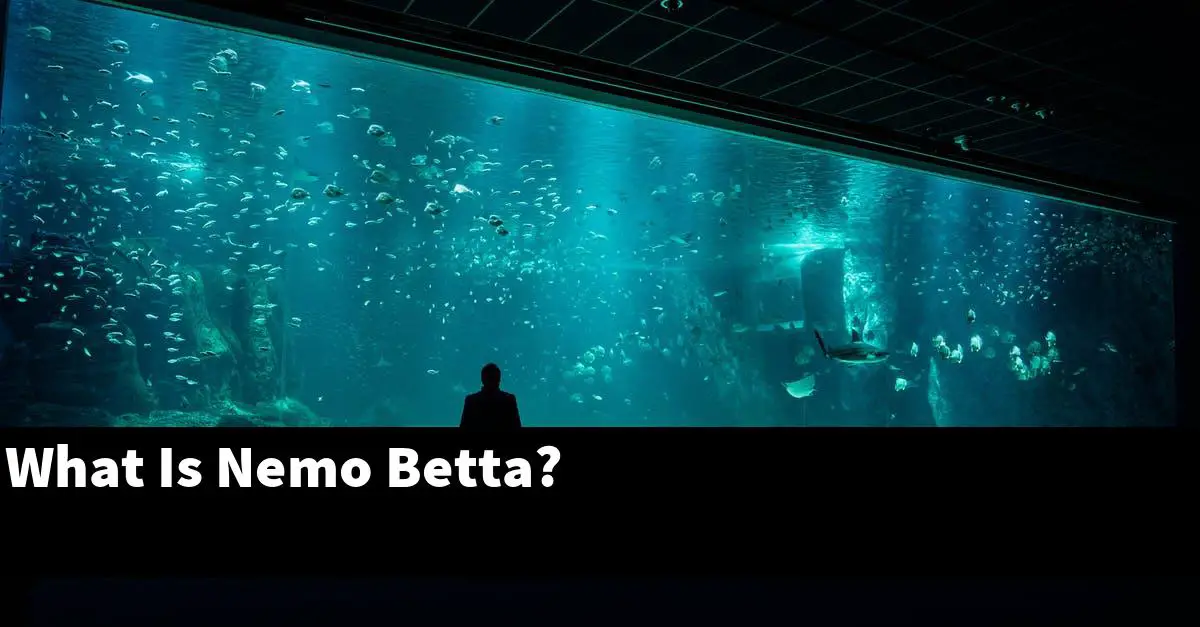 What Is Nemo Betta?