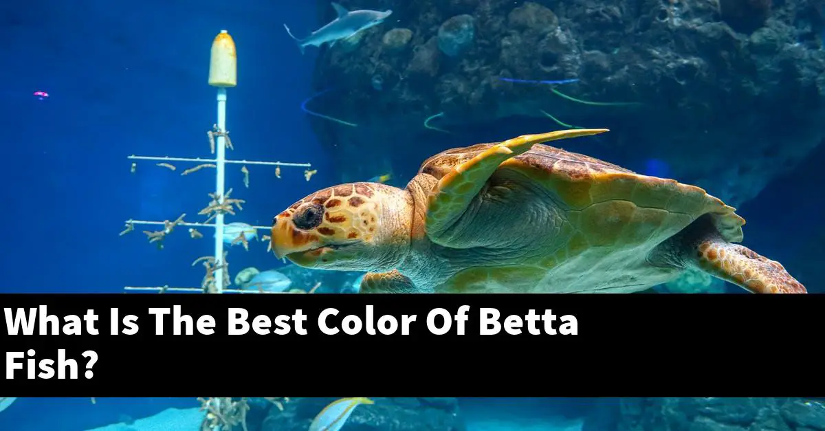 What Is The Best Color Of Betta Fish?