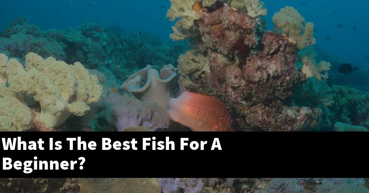 What Is The Best Fish For A Beginner?