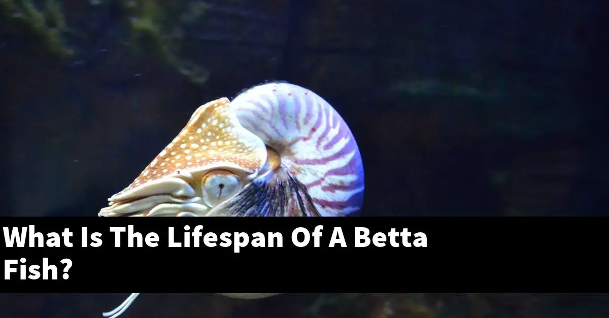 What Is The Lifespan Of A Betta Fish?