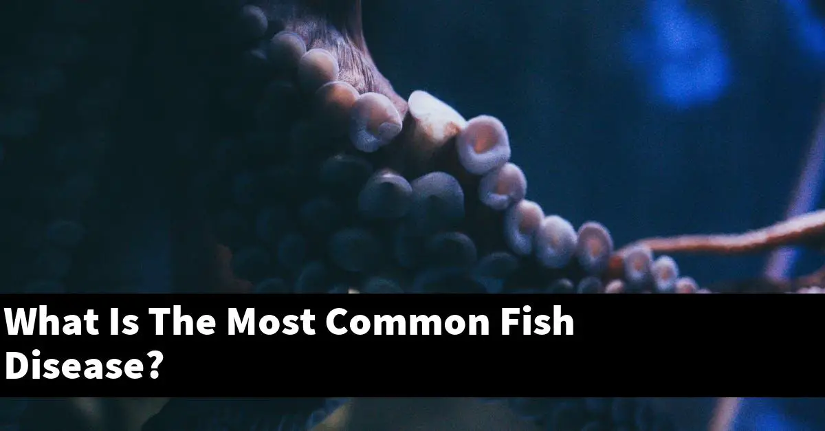 What Is The Most Common Fish Disease?