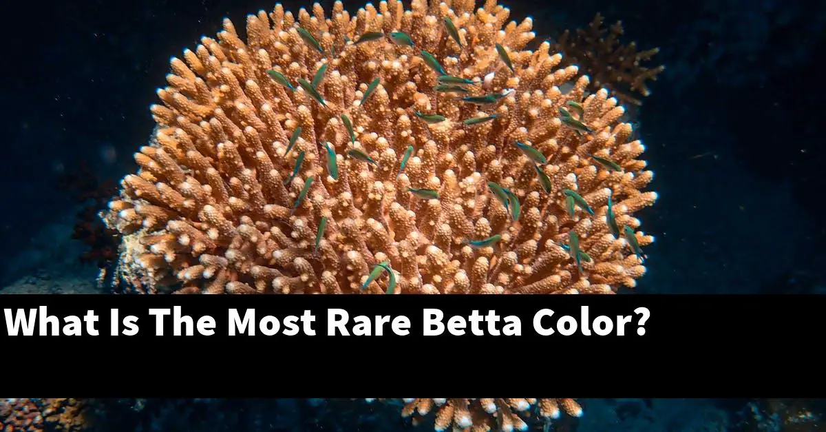 What Is The Most Rare Betta Color?