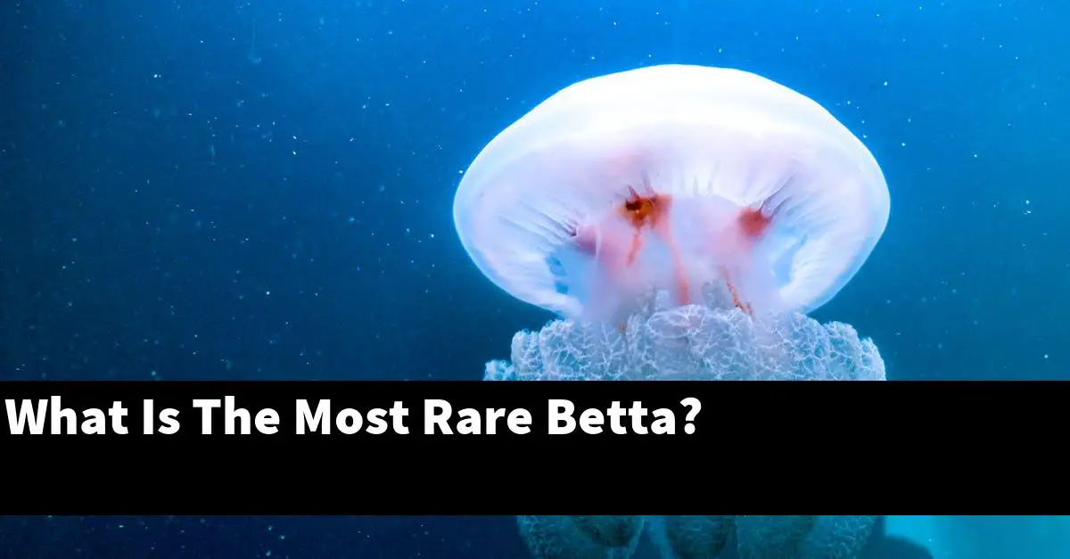 What Is The Most Rare Betta?