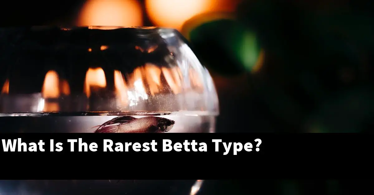 What Is The Rarest Betta Type?