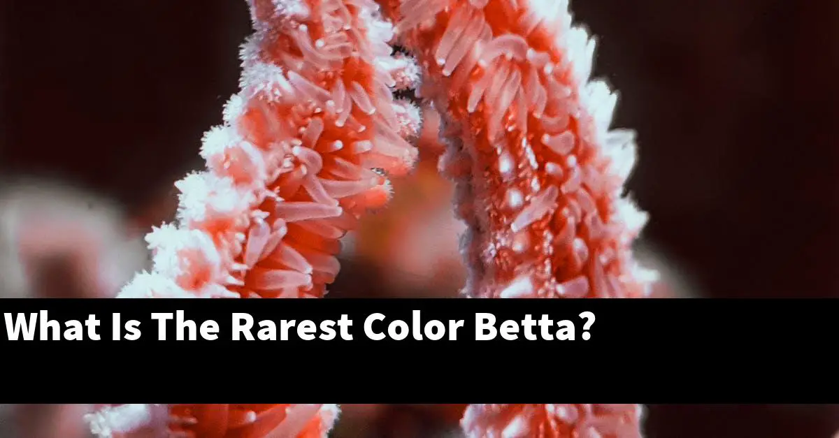 What Is The Rarest Color Betta?