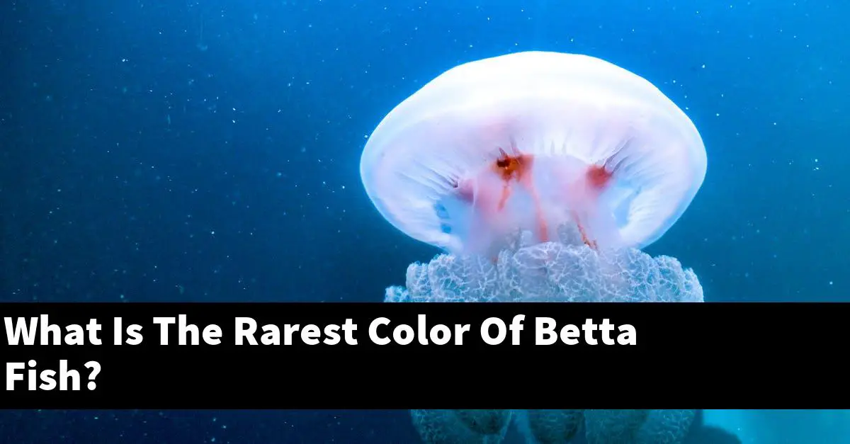 What Is The Rarest Color Of Betta Fish?