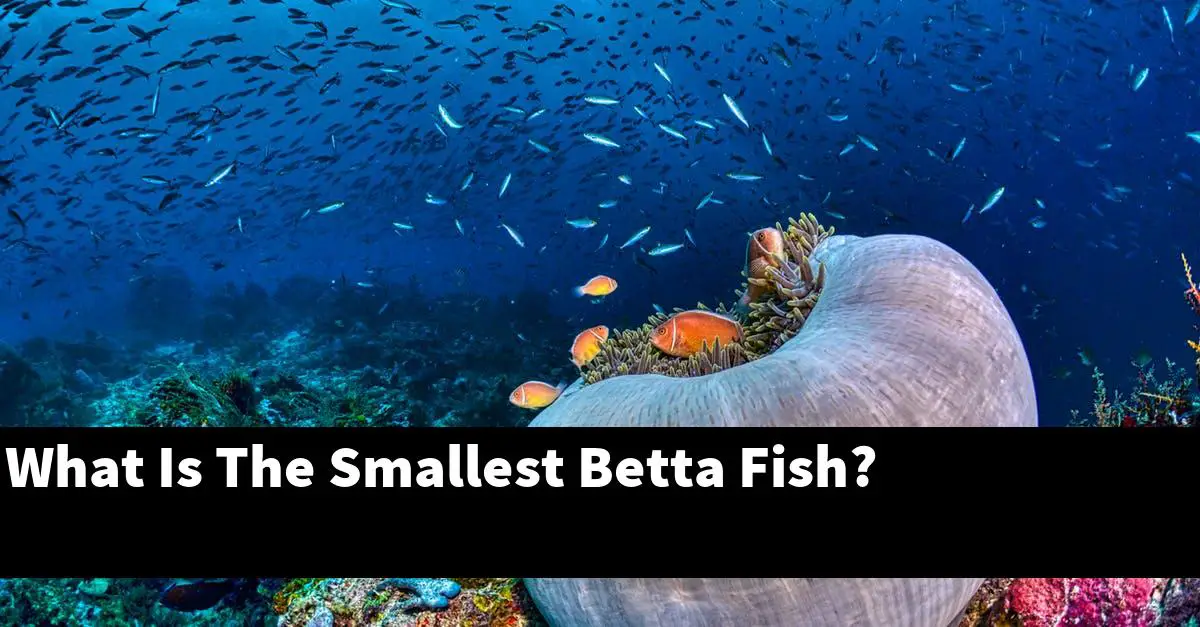 What Is The Smallest Betta Fish?