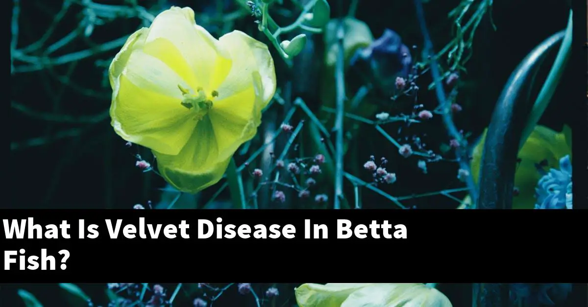What Is Velvet Disease In Betta Fish?