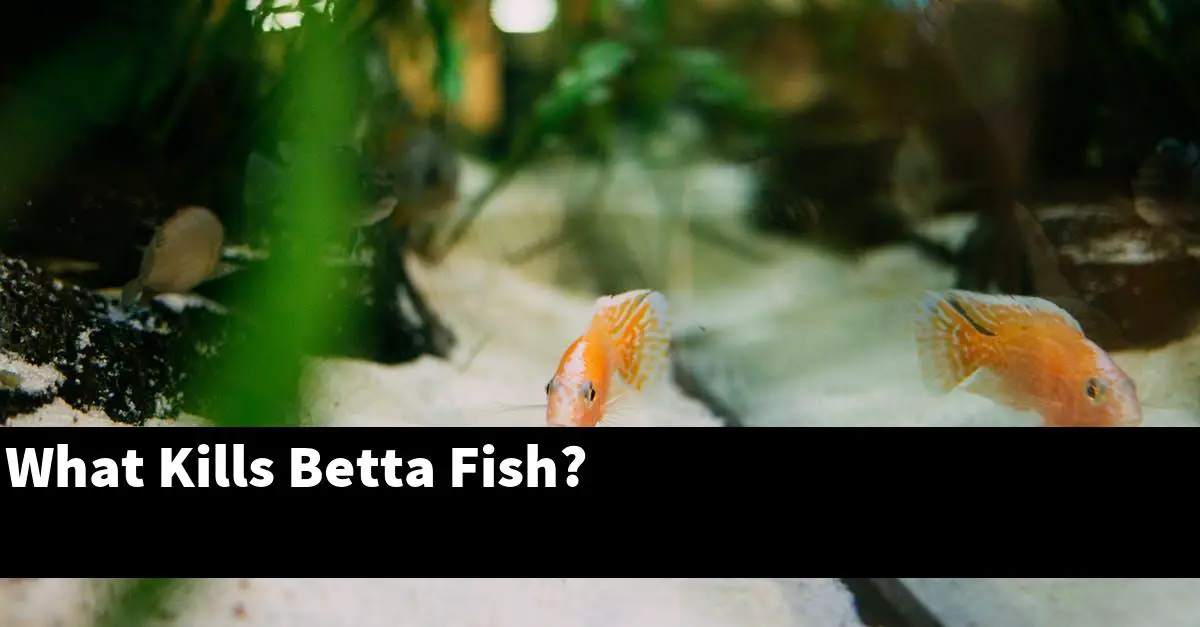 What Kills Betta Fish?