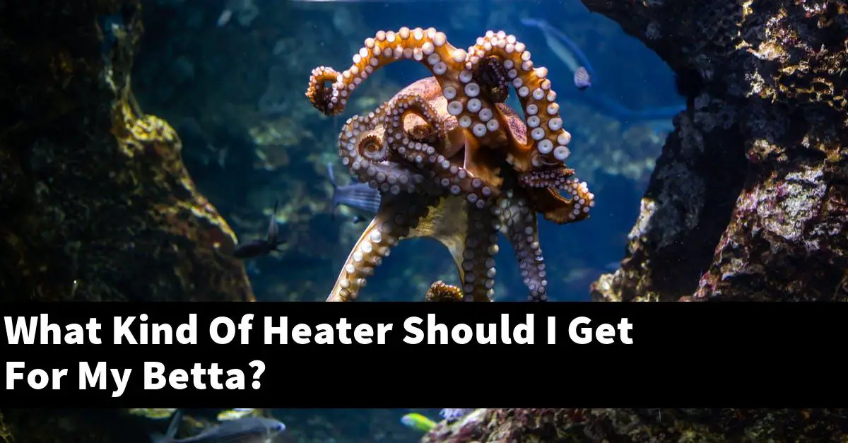 What Kind Of Heater Should I Get For My Betta?