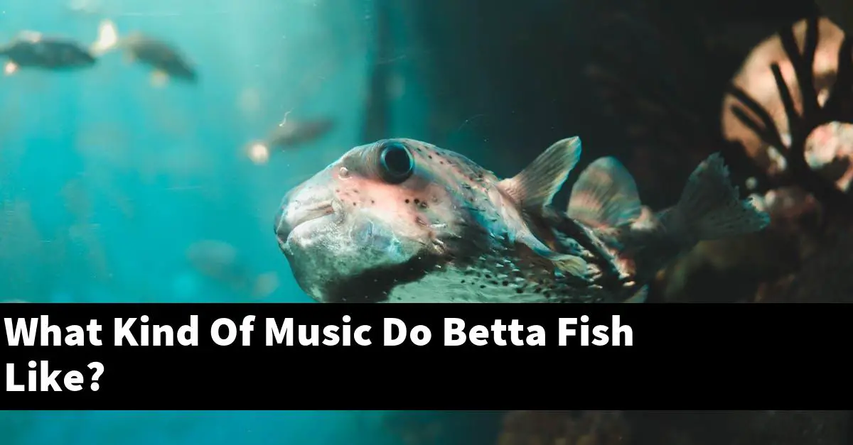What Kind Of Music Do Betta Fish Like?