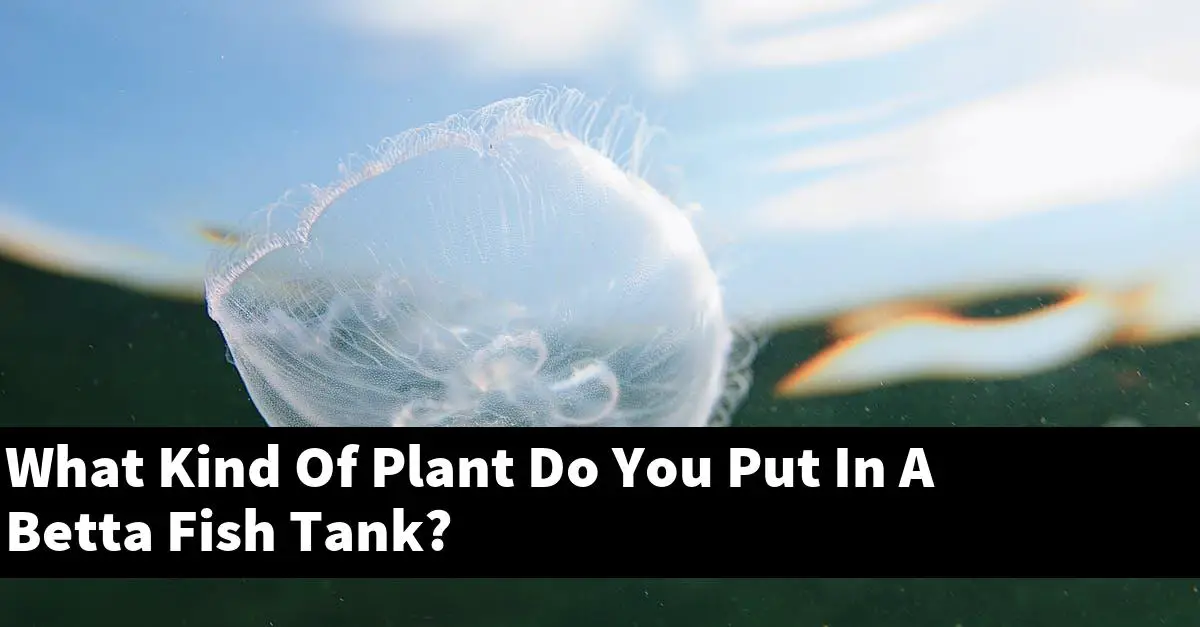 What Kind Of Plant Do You Put In A Betta Fish Tank?