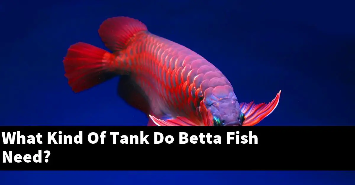 What Kind Of Tank Do Betta Fish Need?
