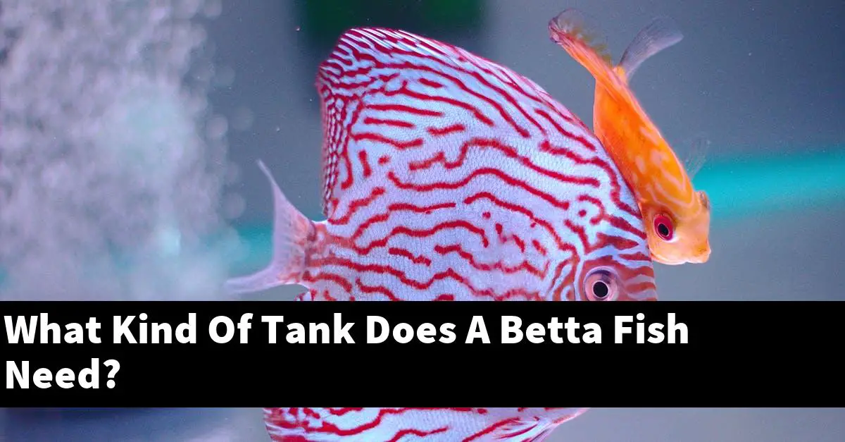What Kind Of Tank Does A Betta Fish Need?