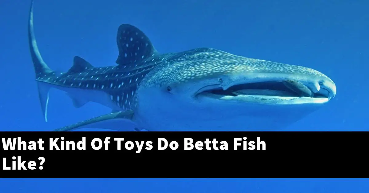 What Kind Of Toys Do Betta Fish Like?