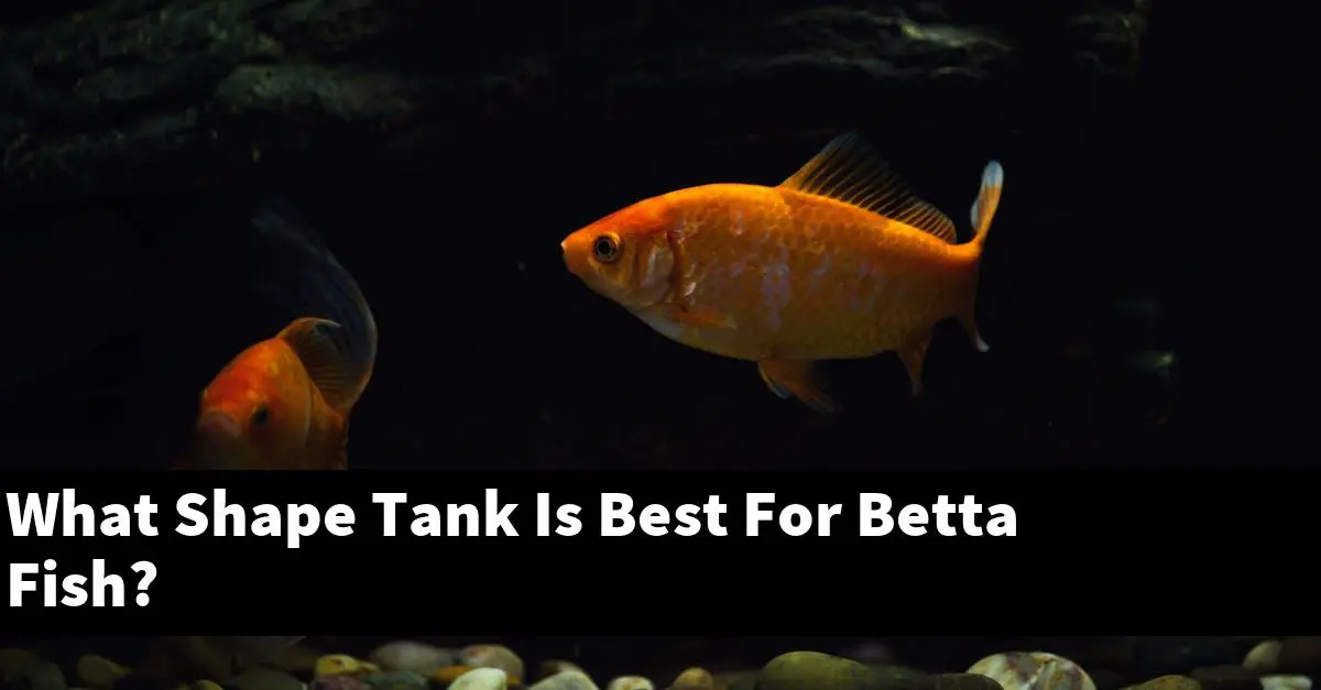 What Shape Tank Is Best For Betta Fish?