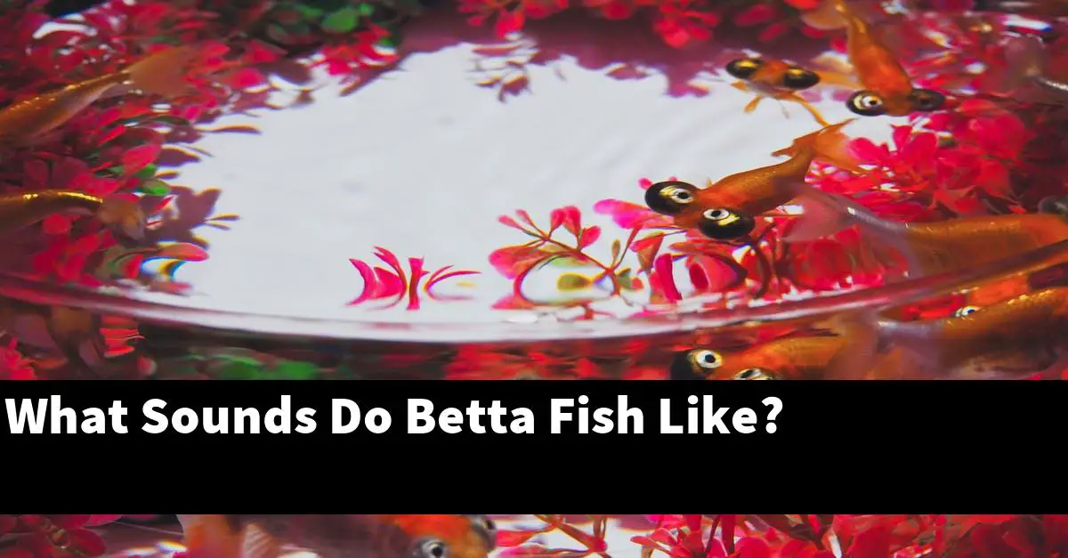 What Sounds Do Betta Fish Like?