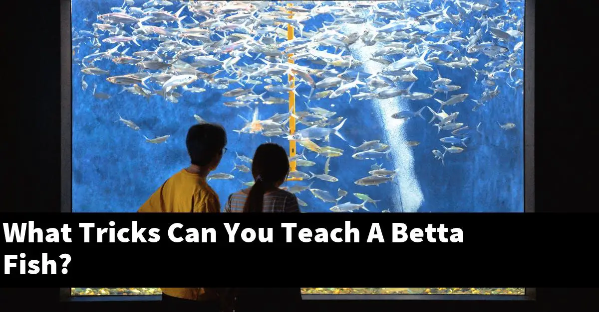 What Tricks Can You Teach A Betta Fish?