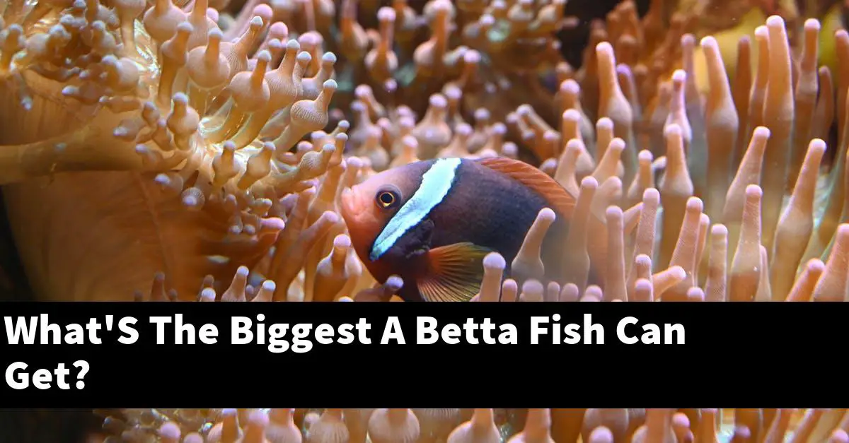 What'S The Biggest A Betta Fish Can Get?