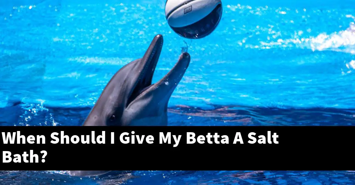 When Should I Give My Betta A Salt Bath?