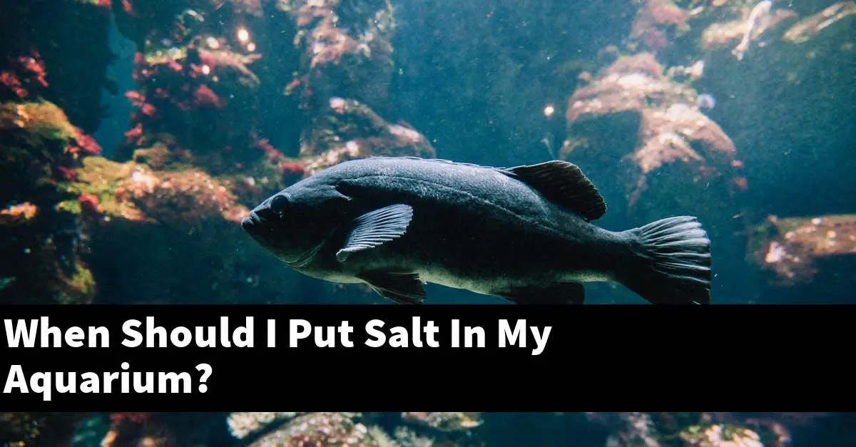 When Should I Put Salt In My Aquarium?