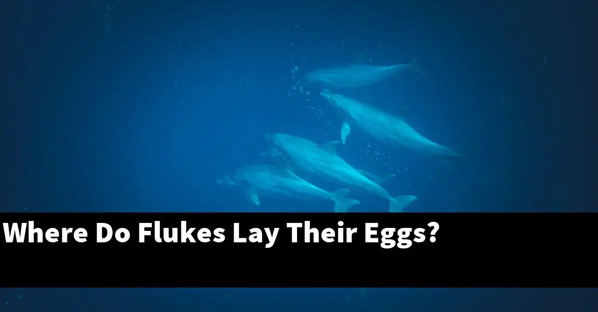 Where Do Flukes Lay Their Eggs?