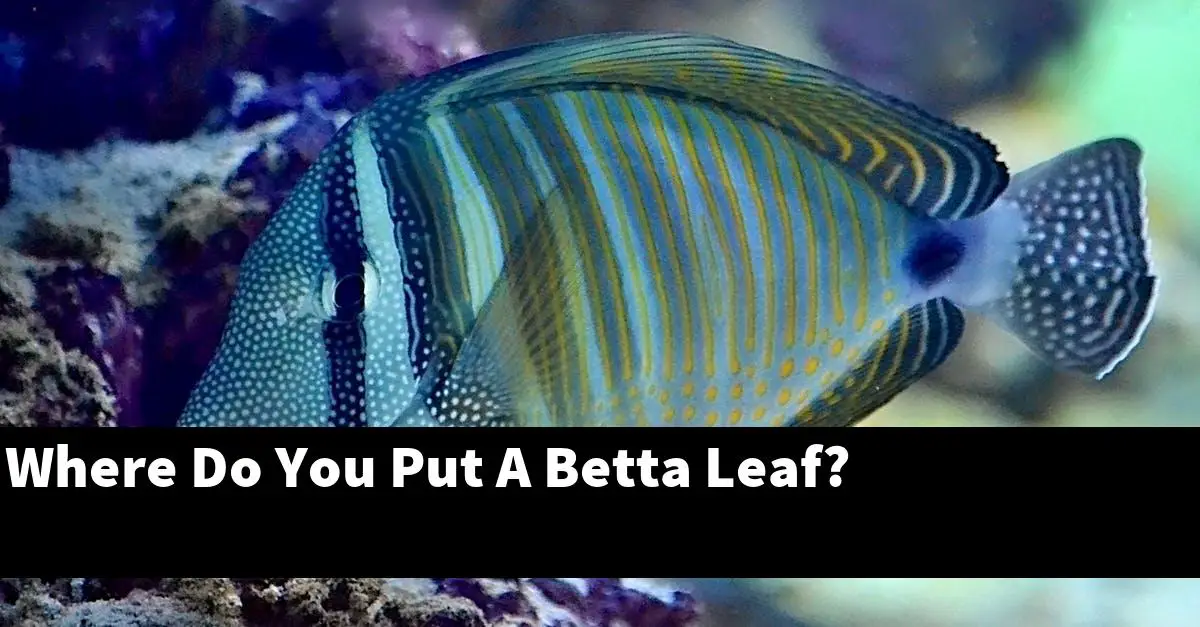 Where Do You Put A Betta Leaf?