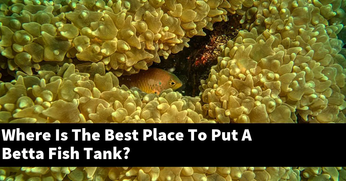 Where Is The Best Place To Put A Betta Fish Tank?
