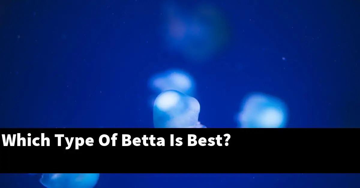 Which Type Of Betta Is Best?