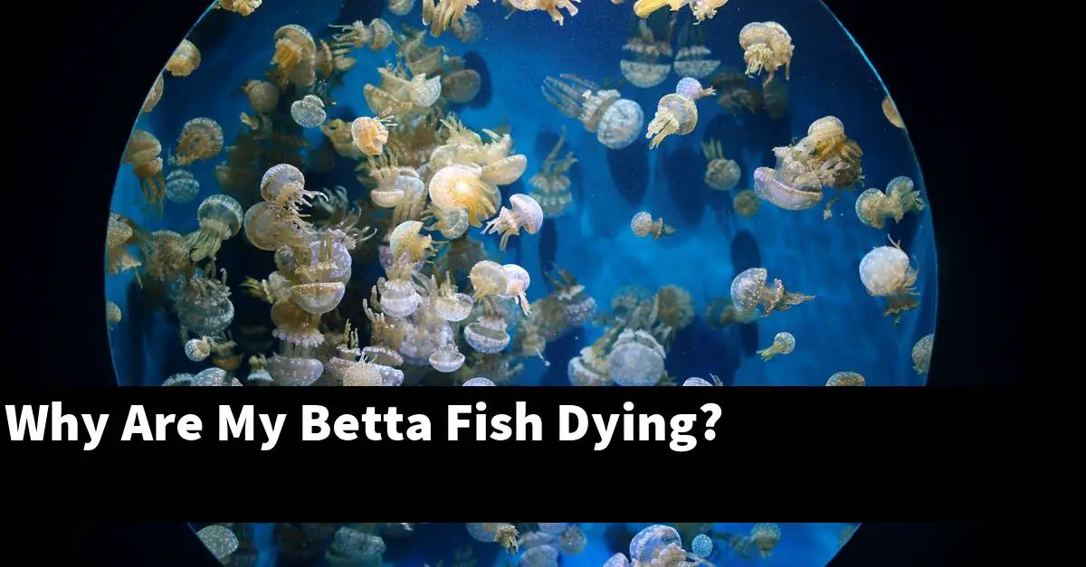 Why Are My Betta Fish Dying?