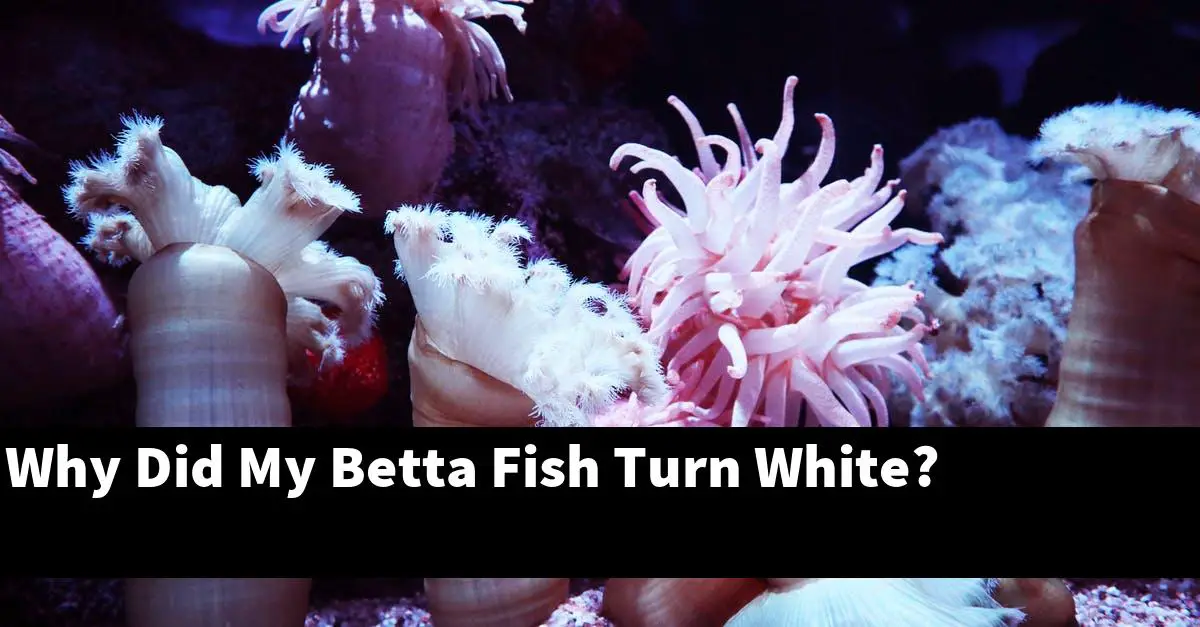 Why Did My Betta Fish Turn White?