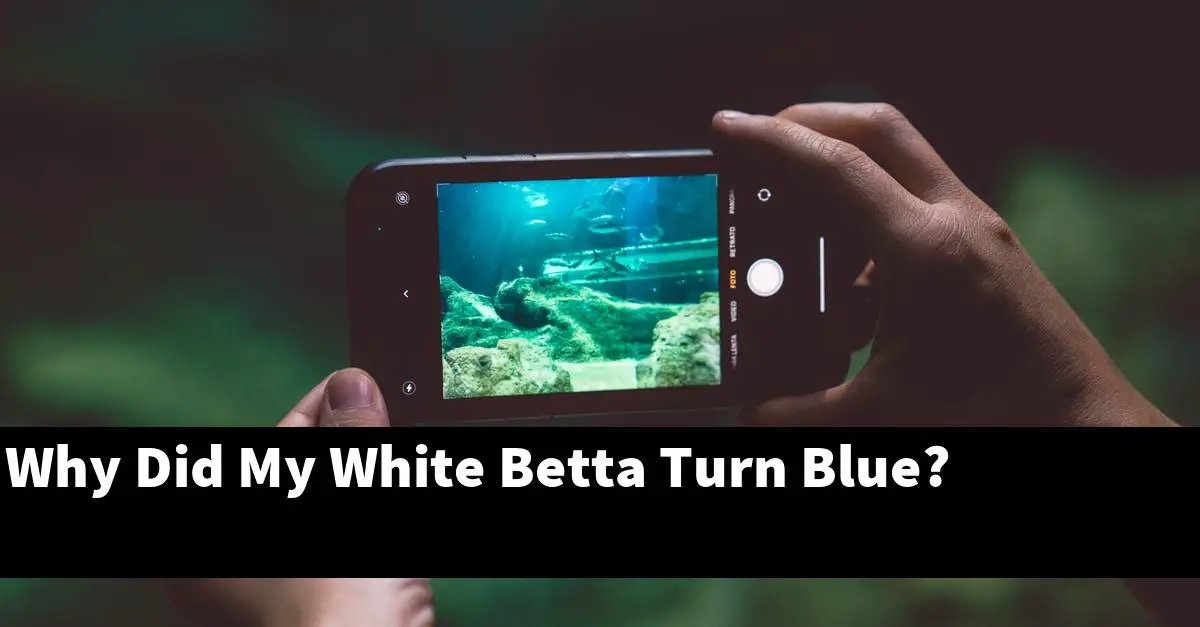 Why Did My White Betta Turn Blue?