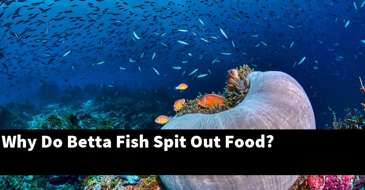 Why Do Betta Fish Spit Out Food?