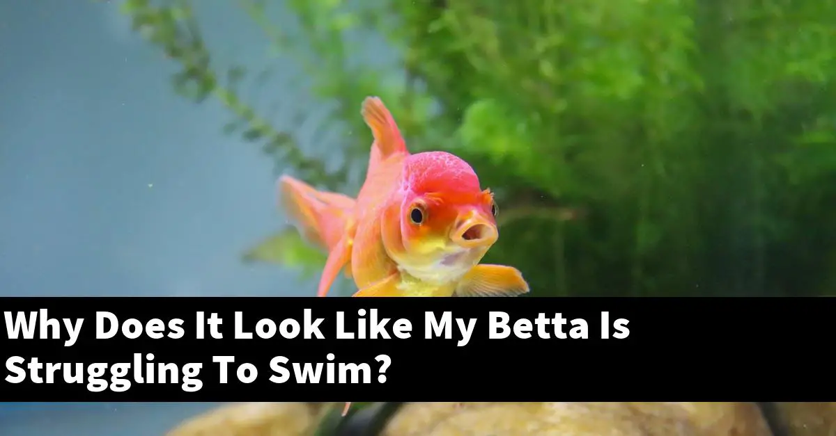 Why Does It Look Like My Betta Is Struggling To Swim?