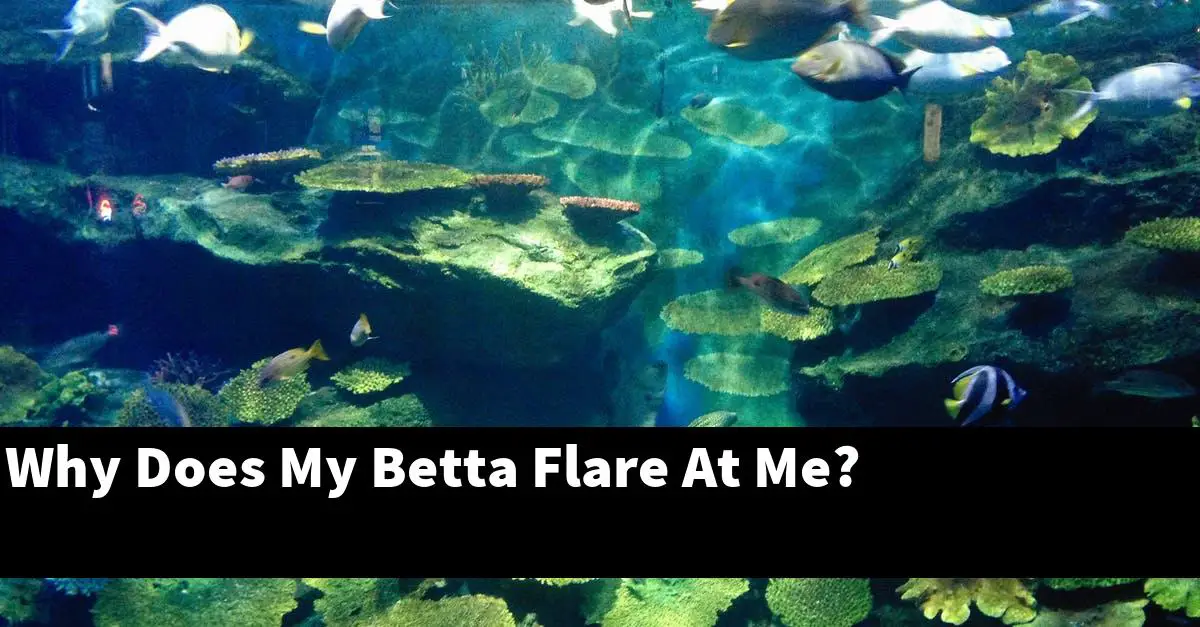 Why Does My Betta Flare At Me?