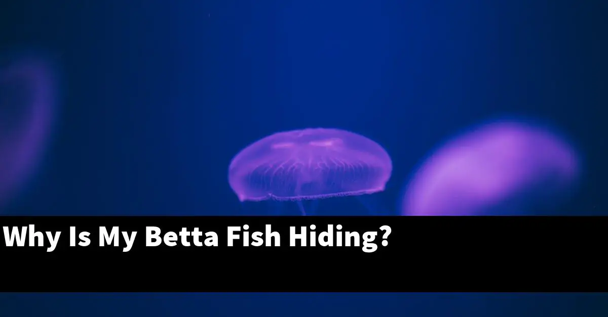 Why Is My Betta Fish Hiding?