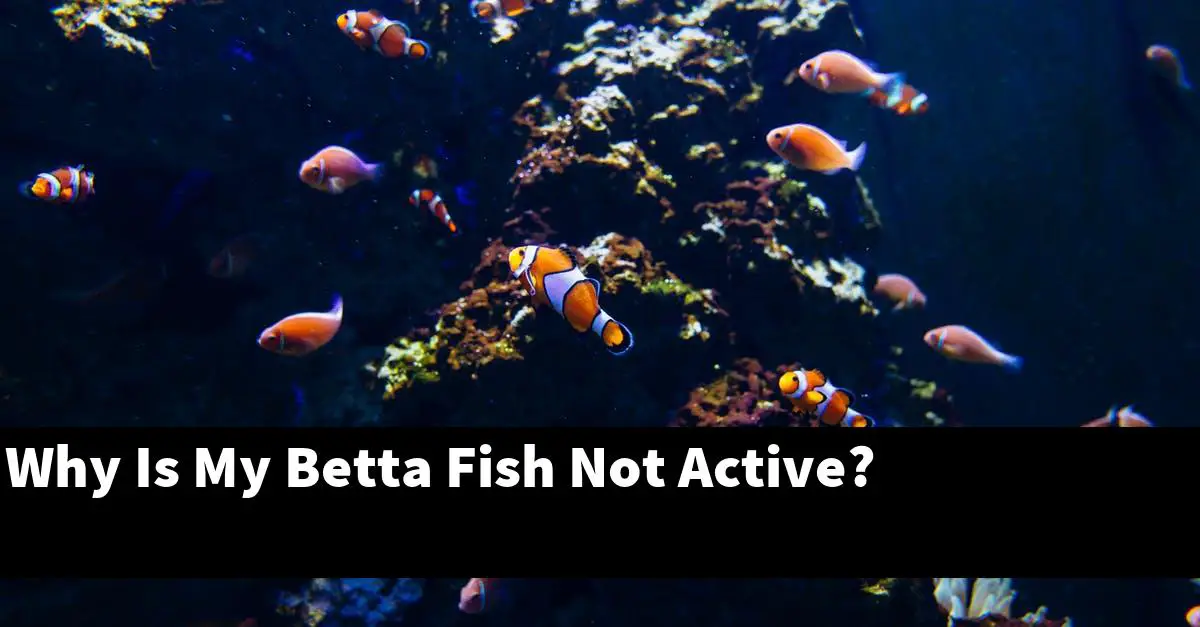 Why Is My Betta Fish Not Active?