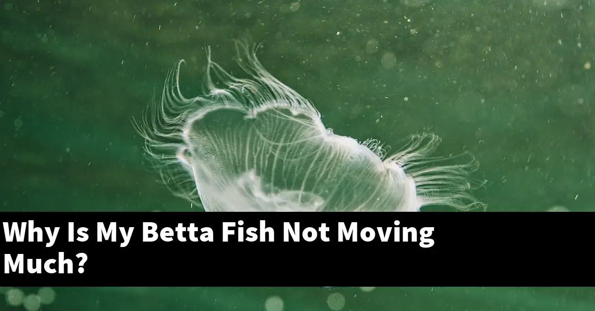 Why Is My Betta Fish Not Moving Much?