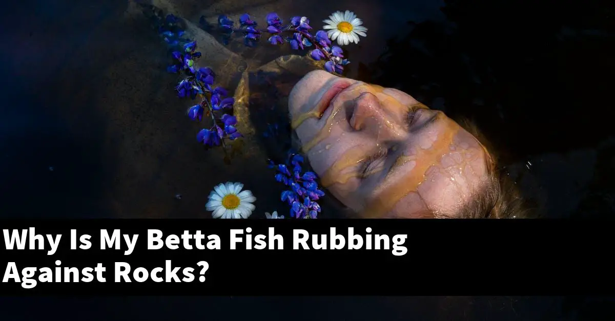 Why Is My Betta Fish Rubbing Against Rocks?