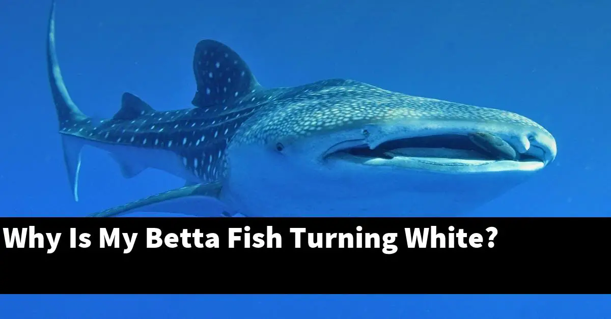Why Is My Betta Fish Turning White?