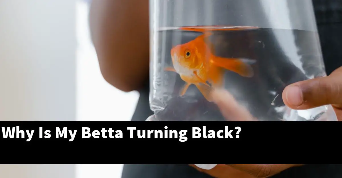 Why Is My Betta Turning Black?