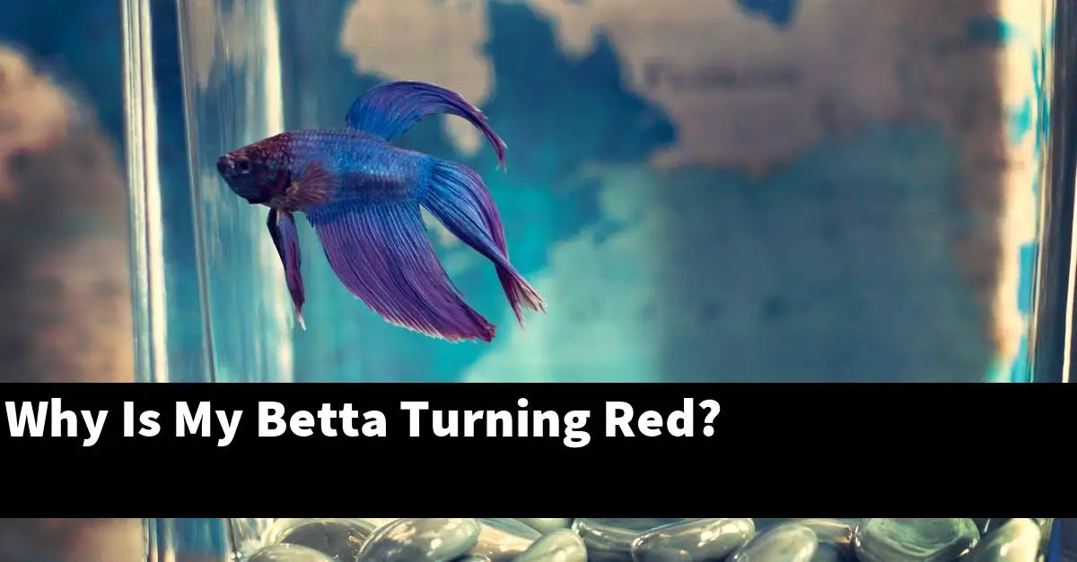Why Is My Betta Turning Red?