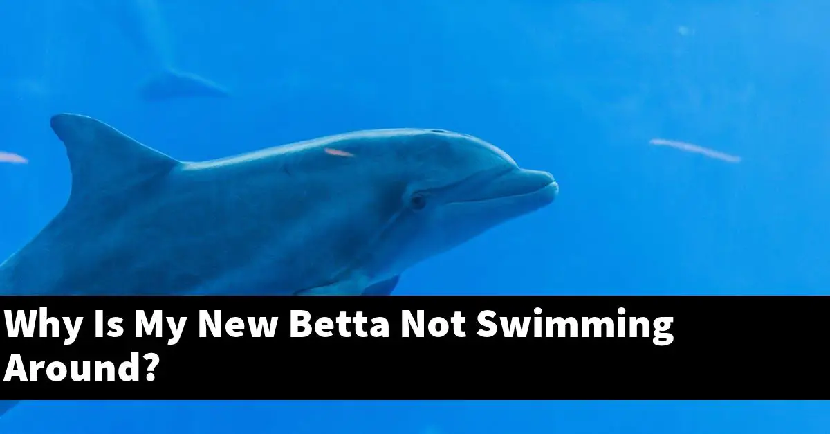 Why Is My New Betta Not Swimming Around?