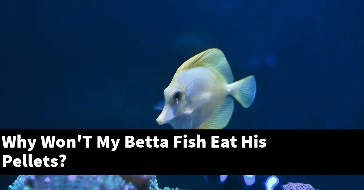 Why Won'T My Betta Fish Eat His Pellets?
